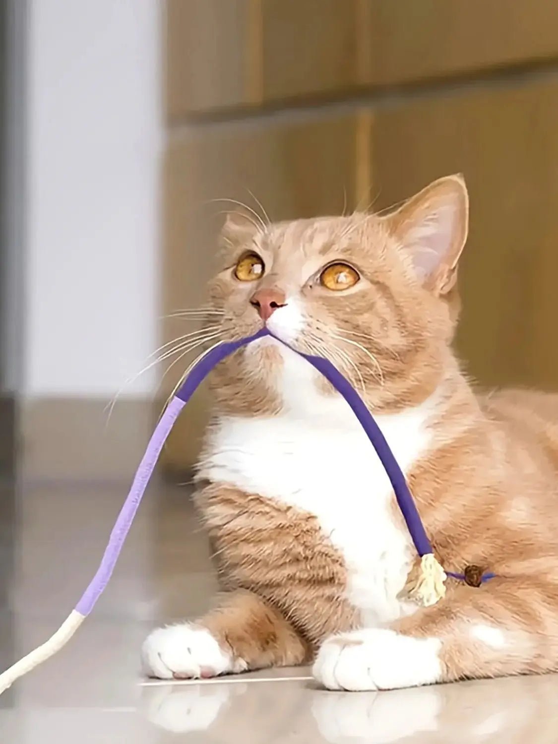 1PC Cat Bite Rope Toy Grinding Teeth Durable Teasing Cat Rope Toy - Furbury