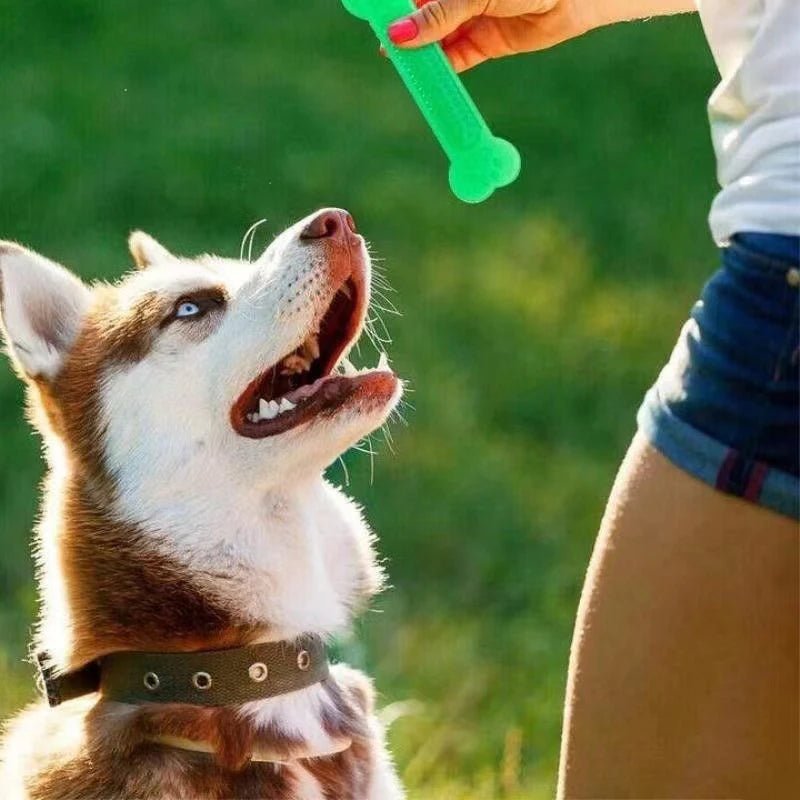 Hot Sale Pet Dog Chew Toys Rubber Bone Toy Aggressive Chewers Dog Toothbrush Doggy Puppy Dental Care For Dog Pet Accessories - Furbury