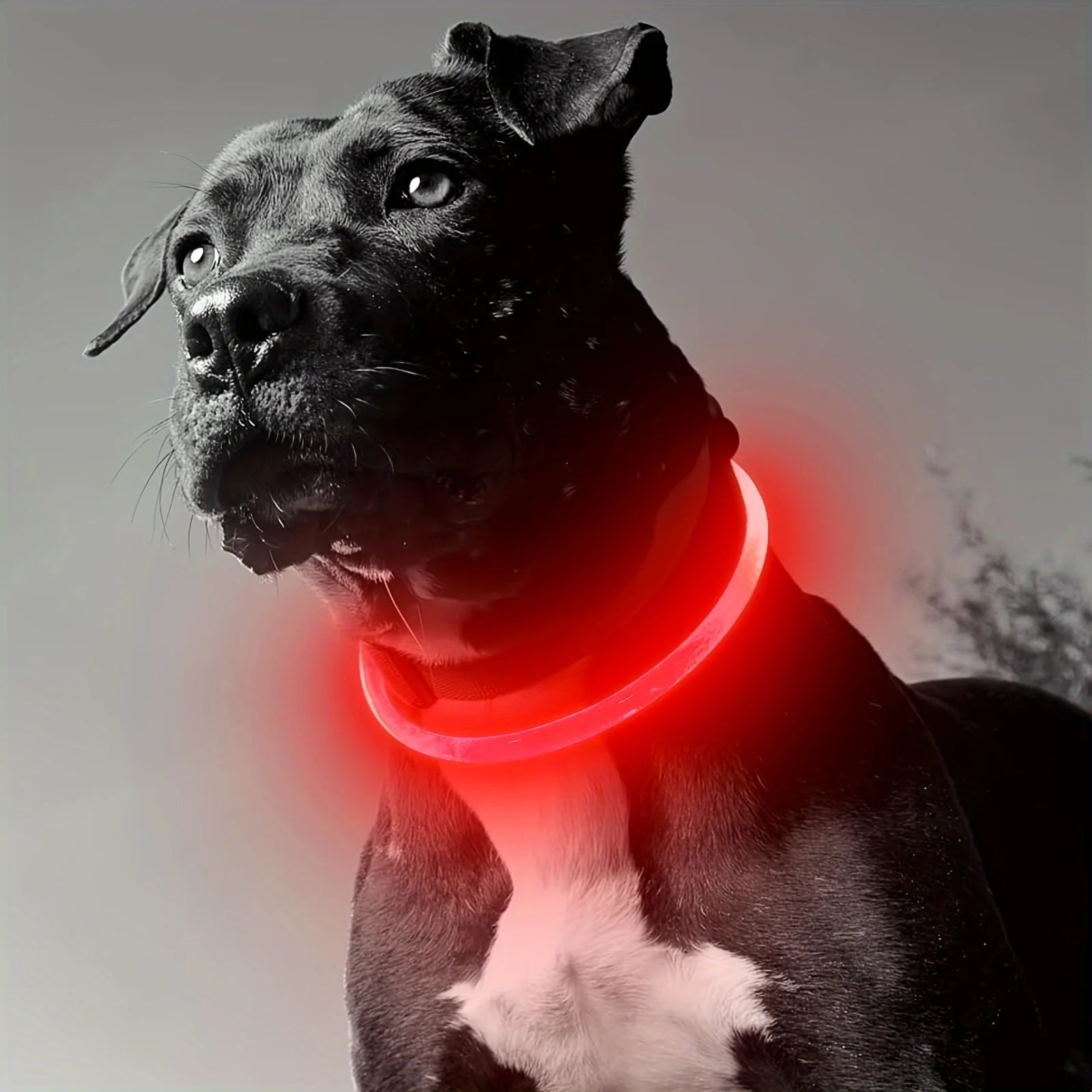 Pet Dog LED Light Collar Luminous Anti - Lost Dog Collar USB Rechargeable Dog Necklace Collar - Furbury